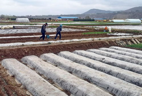 新疆棉田一線調研 殘膜回收與農業污染防治的雙重挑戰