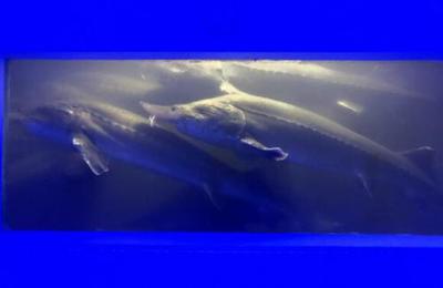 中國(guó)魚子醬第一股清江鱘龍漁業(yè)